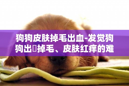 狗狗皮膚掉毛出血-發覺狗狗出現掉毛、皮膚紅癢的難題