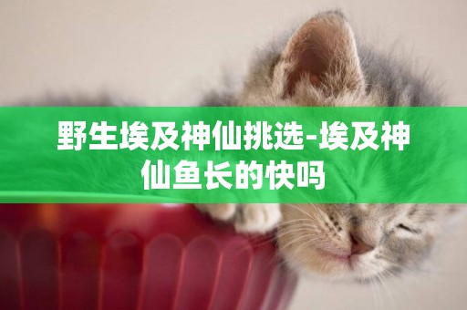 野生埃及神仙挑選-埃及神仙魚長的快嗎