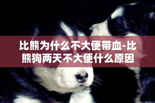 比熊為什么不大便帶血-比熊狗兩天不大便什么原因