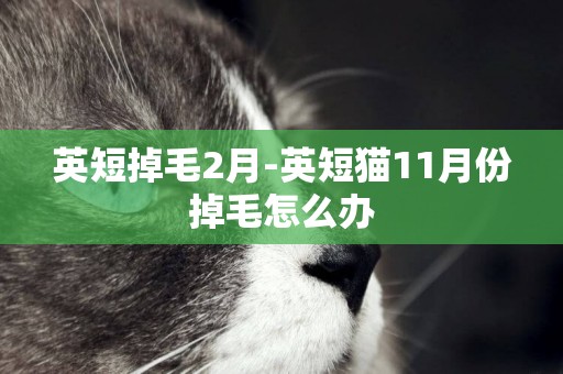 英短掉毛2月-英短貓11月份掉毛怎么辦