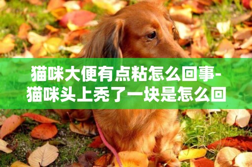貓咪大便有點粘怎么回事-貓咪頭上禿了一塊是怎么回事