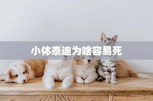 小體泰迪為啥容易死