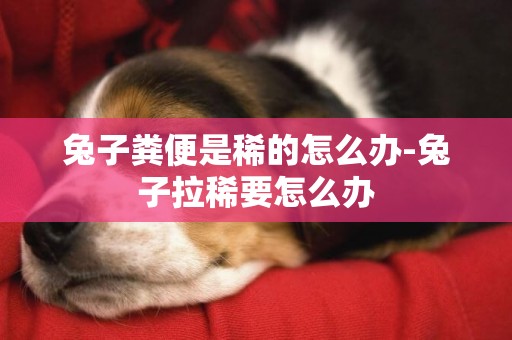 兔子糞便是稀的怎么辦-兔子拉稀要怎么辦