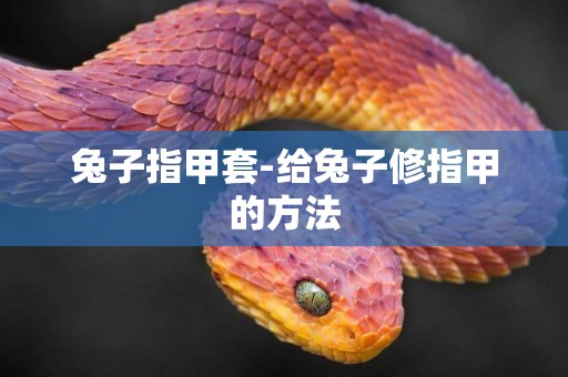 兔子指甲套-給兔子修指甲的方法