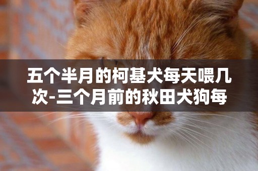 五個半月的柯基犬每天喂幾次-三個月前的秋田犬狗每天喂幾次最好