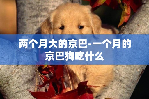 兩個月大的京巴-一個月的京巴狗吃什么