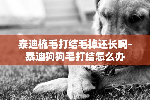 泰迪梳毛打結毛掉還長嗎-泰迪狗狗毛打結怎么辦