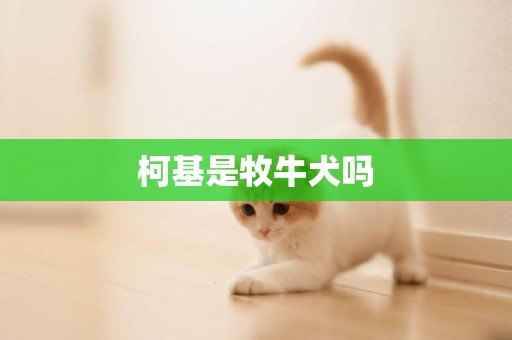 柯基是牧牛犬嗎