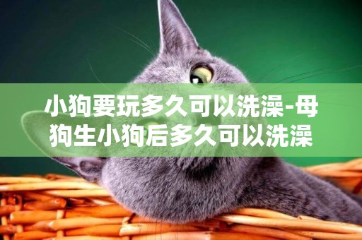 小狗要玩多久可以洗澡-母狗生小狗后多久可以洗澡