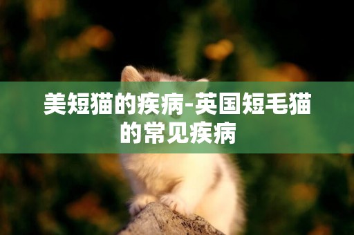 美短貓的疾病-英國短毛貓的常見疾病