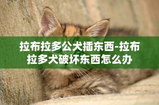 拉布拉多公犬插東西-拉布拉多犬破壞東西怎么辦