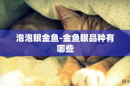泡泡眼金魚-金魚眼品種有哪些