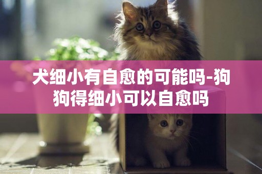 犬細小有自愈的可能嗎-狗狗得細小可以自愈嗎