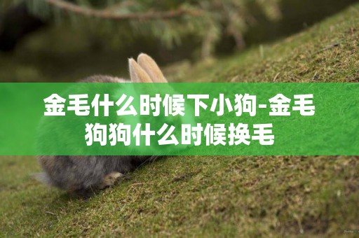 金毛什么時候下小狗-金毛狗狗什么時候換毛