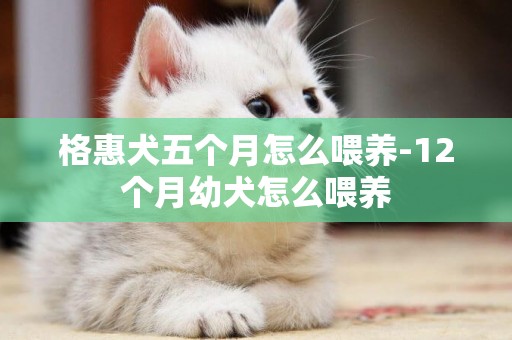 格惠犬五個月怎么喂養-12個月幼犬怎么喂養