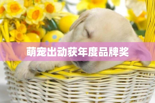 萌寵出動獲年度品牌獎