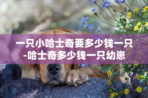 一只小哈士奇要多少錢一只-哈士奇多少錢一只幼崽