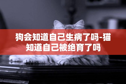 狗會知道自己生病了嗎-貓知道自己被絕育了嗎