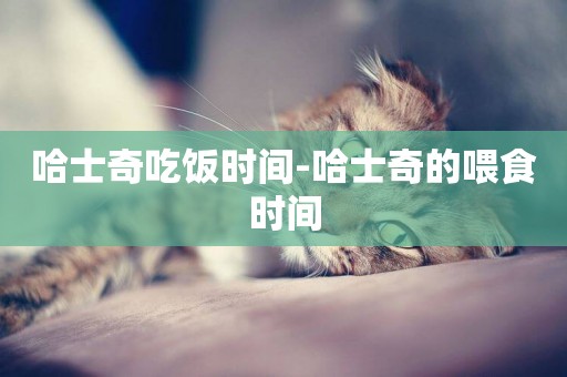 哈士奇吃飯時間-哈士奇的喂食時間