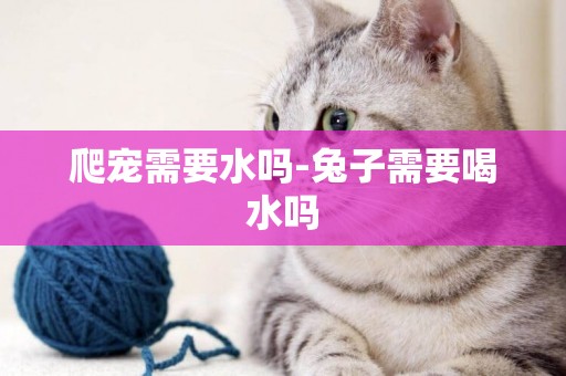 爬寵需要水嗎-兔子需要喝水嗎