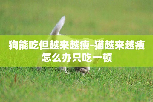 狗能吃但越來越瘦-貓越來越瘦怎么辦只吃一頓
