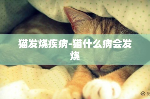 貓發燒疾病-貓什么病會發燒