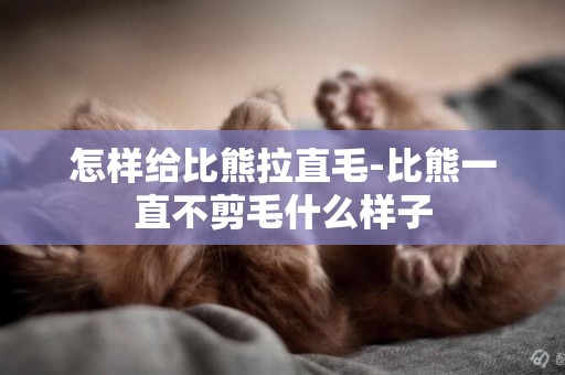 怎樣給比熊拉直毛-比熊一直不剪毛什么樣子