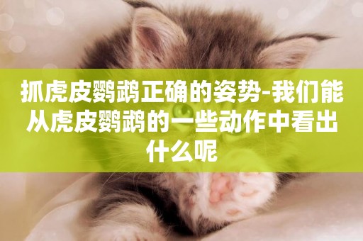 抓虎皮鸚鵡正確的姿勢-我們能從虎皮鸚鵡的一些動作中看出什么呢