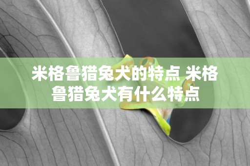 米格魯獵兔犬的特點 米格魯獵兔犬有什么特點