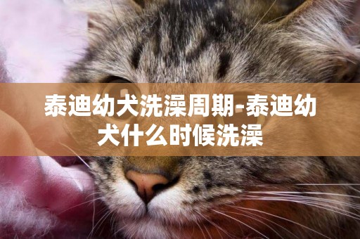 泰迪幼犬洗澡周期-泰迪幼犬什么時候洗澡