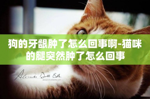 狗的牙齦腫了怎么回事啊-貓咪的腿突然腫了怎么回事