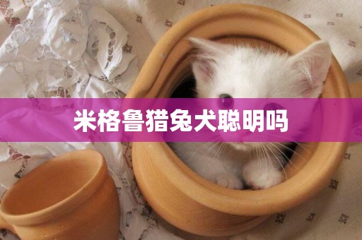 米格魯獵兔犬聰明嗎