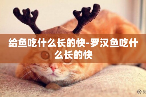 給魚吃什么長的快-羅漢魚吃什么長的快