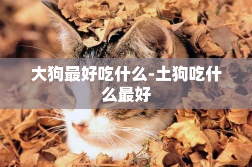 大狗最好吃什么-土狗吃什么最好