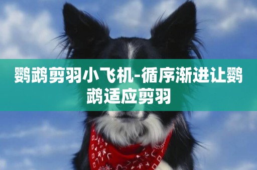 鸚鵡剪羽小飛機-循序漸進讓鸚鵡適應剪羽