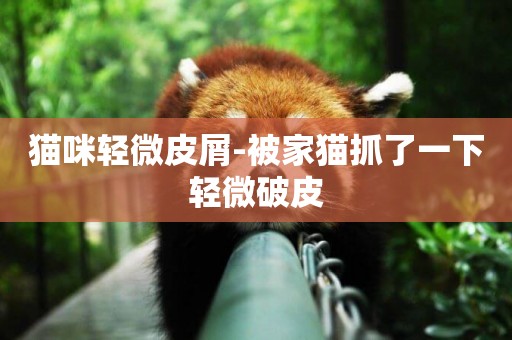 貓咪輕微皮屑-被家貓抓了一下輕微破皮