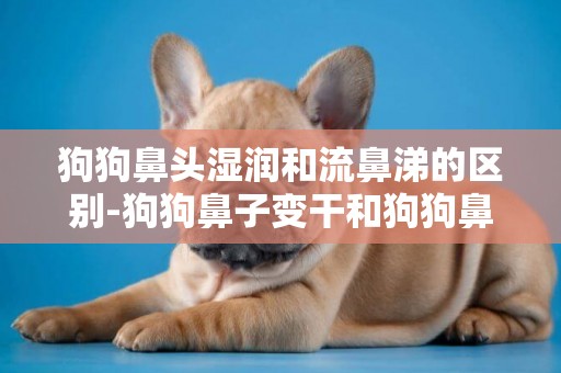 狗狗鼻頭濕潤和流鼻涕的區別-狗狗鼻子變干和狗狗鼻頭濕潤的原因