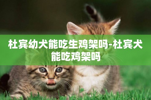 杜賓幼犬能吃生雞架嗎-杜賓犬能吃雞架嗎