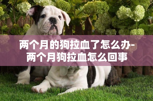 兩個月的狗拉血了怎么辦-兩個月狗拉血怎么回事