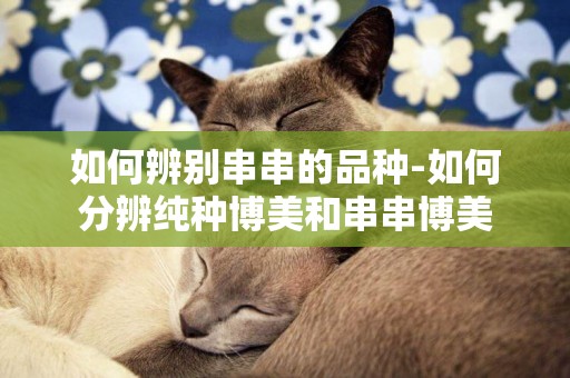 如何辨別串串的品種-如何分辨純種博美和串串博美