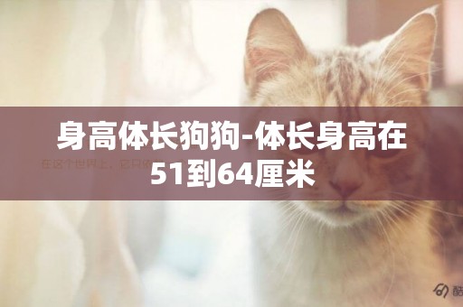 身高體長狗狗-體長身高在51到64厘米