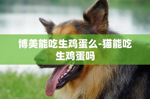 博美能吃生雞蛋么-貓能吃生雞蛋嗎