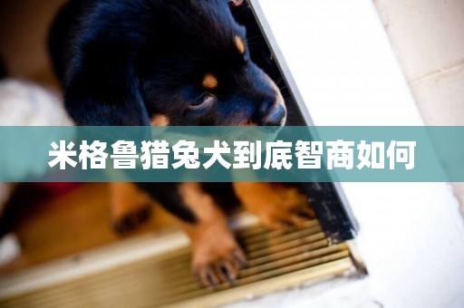 米格魯獵兔犬到底智商如何