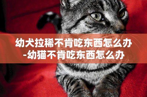 幼犬拉稀不肯吃東西怎么辦-幼貓不肯吃東西怎么辦