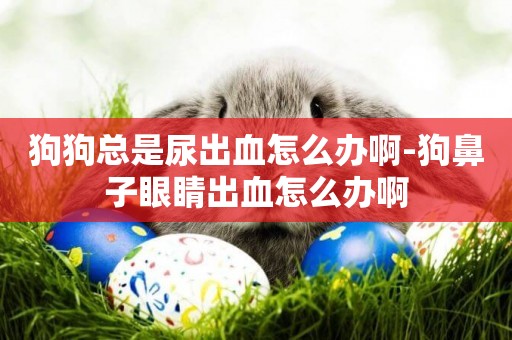 狗狗總是尿出血怎么辦啊-狗鼻子眼睛出血怎么辦啊