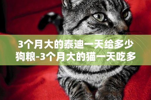 3個月大的泰迪一天給多少狗糧-3個月大的貓一天吃多少貓糧