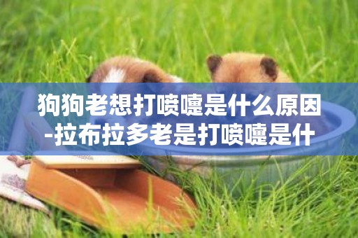 狗狗老想打噴嚏是什么原因-拉布拉多老是打噴嚏是什么原因