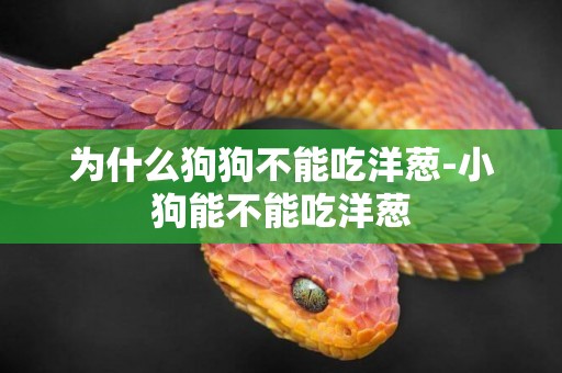 為什么狗狗不能吃洋蔥-小狗能不能吃洋蔥
