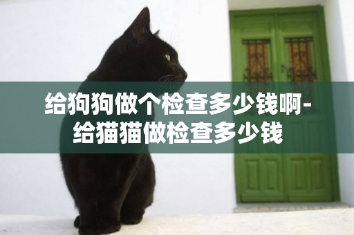 給狗狗做個檢查多少錢啊-給貓貓做檢查多少錢