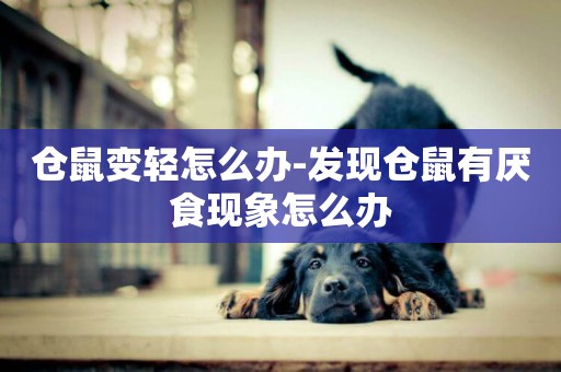 倉鼠變輕怎么辦-發現倉鼠有厭食現象怎么辦